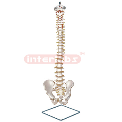 Interlab? Spine Flex w/Nerve & Artery